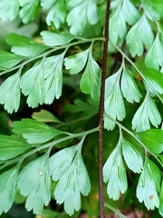 Asplenium pseudolaserpitiifolium