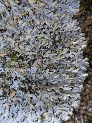 Phaeophyscia adiastola