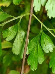 Asplenium pseudolaserpitiifolium