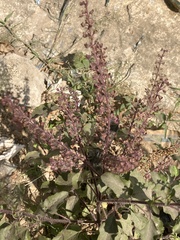 Ocimum tenuiflorum