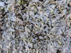Phaeophyscia adiastola