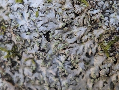 Phaeophyscia adiastola