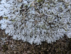 Phaeophyscia adiastola