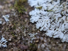 Phaeophyscia adiastola