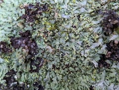Phaeophyscia adiastola