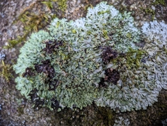 Phaeophyscia adiastola