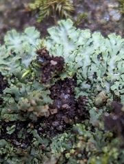 Phaeophyscia adiastola