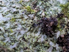 Phaeophyscia adiastola