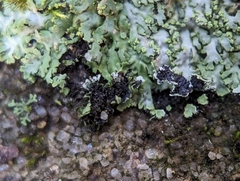 Phaeophyscia adiastola