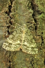 Pseudocoremia indistincta