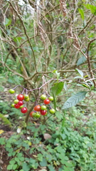 Solanum pubigerum