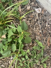 Malvastrum coromandelianum