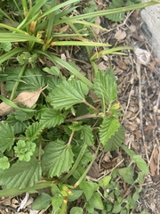 Malvastrum coromandelianum