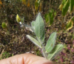 Crotalaria prostrata