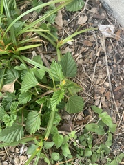 Malvastrum coromandelianum