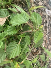 Malvastrum coromandelianum