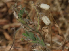 Crotalaria prostrata