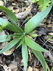 Dudleya lanceolata