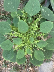 Acalypha indica