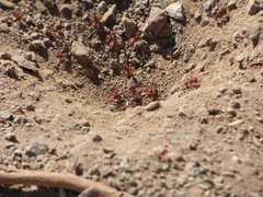 Pogonomyrmex maricopa