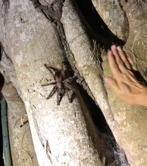 Avicularia avicularia