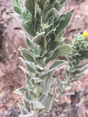 Heterotheca grandiflora