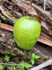 Passiflora herbertiana herbertiana