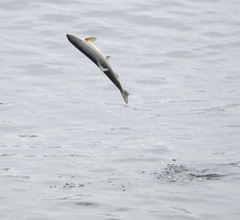 Oncorhynchus gorbuscha