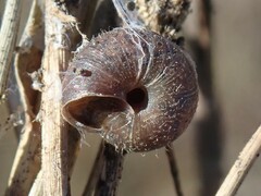 Xerotricha conspurcata