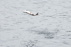 Oncorhynchus gorbuscha