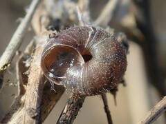 Xerotricha conspurcata