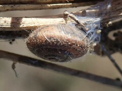 Xerotricha conspurcata