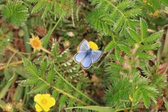 Glaucopsyche lygdamus