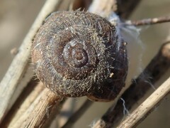 Xerotricha conspurcata