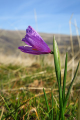 Olsynium douglasii