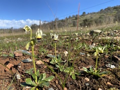 Primula clevelandii