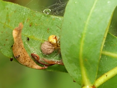 Theridion pyramidale
