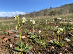 Primula clevelandii