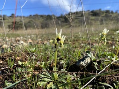 Primula clevelandii