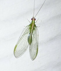 Chrysopodes collaris