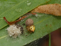 Theridion pyramidale