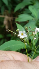 Solanum pubigerum