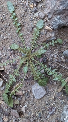 Chylismia claviformis