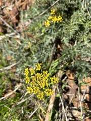 Lomatium utriculatum
