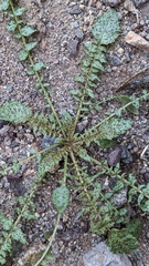 Chylismia claviformis