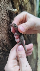 Cyrtodactylus annulatus