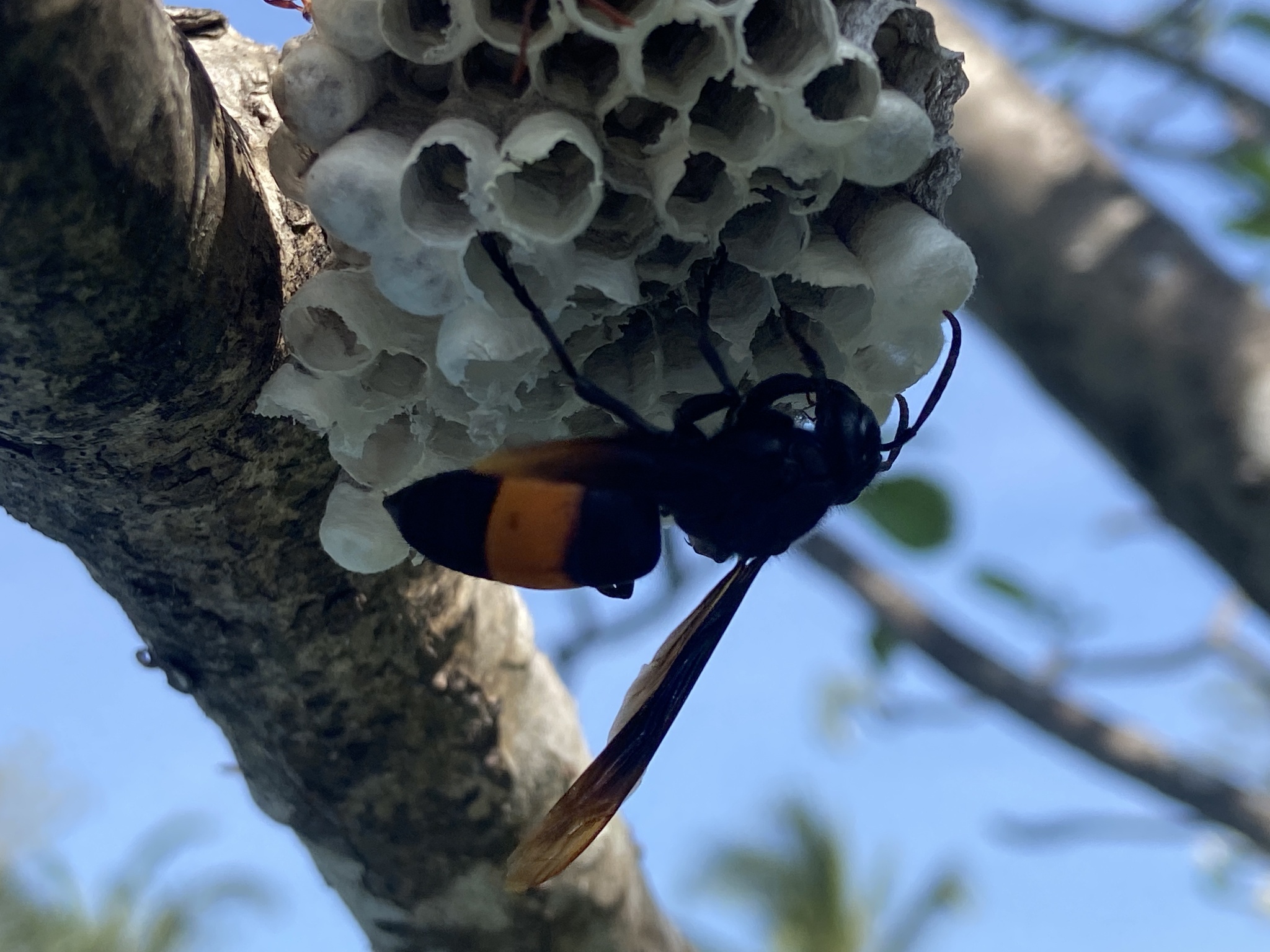 Vespa Tropica (Linnaeus, 1758)