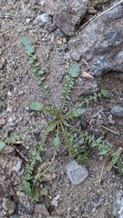 Chylismia claviformis