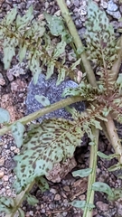 Chylismia claviformis