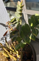 Aeschynanthus radicans